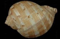 藏品(中華鶉螺)的圖片